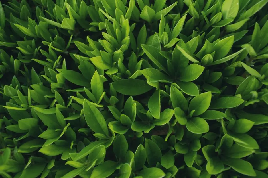 Greens & Outdoors at BRIGADE OSMAN NAGAR RESIDENTIAL PROJECT, Hyderabad