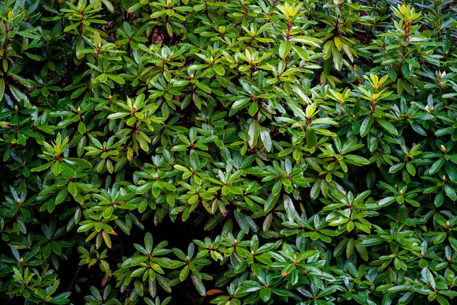 Greens & Outdoors at BRIGADE GATEWAY IMPERIAL RESIDENCES, Neopolis, Hyderabad