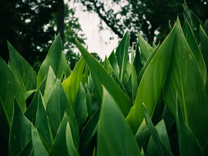 Greens & Outdoors at BRIGADE GOLDEN HEIGHTS, Budigere Cross, Bangalore