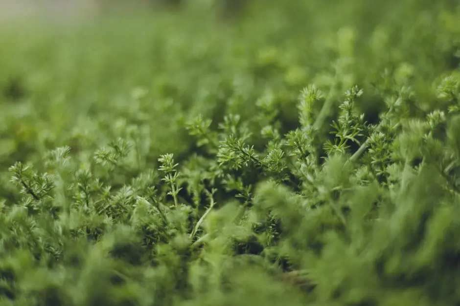 Greens & Outdoors at BRIGADE NORTHRIDGE PHASE 2, Jakkur, Bangalore