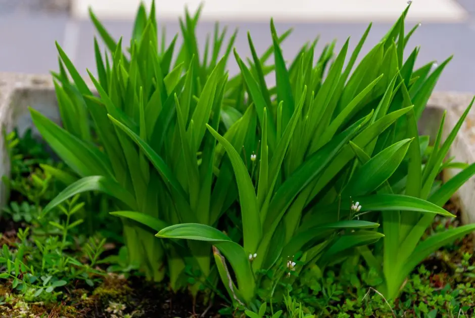 Greens & Outdoors at BRIGADE OSMAN NAGAR HYDERABAD, Hyderabad
