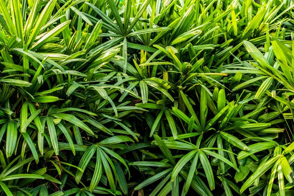 Greens & Outdoors at BRIGADE BANASHANKARI BENGALURU, Banashankari 5th Stage, Bangalore