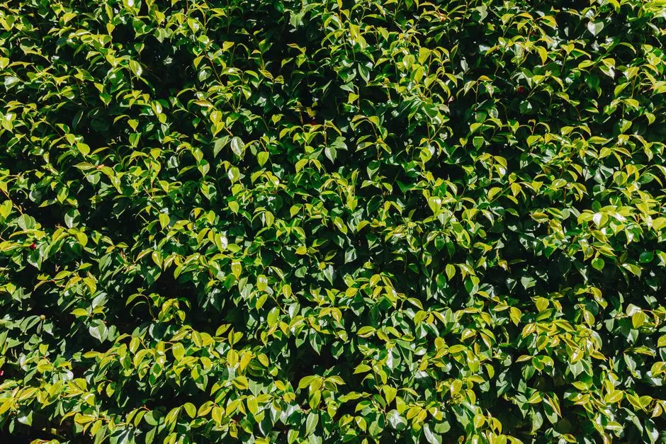 Greens & Outdoors at BRIGADE STELLARIS, Velachery, Chennai