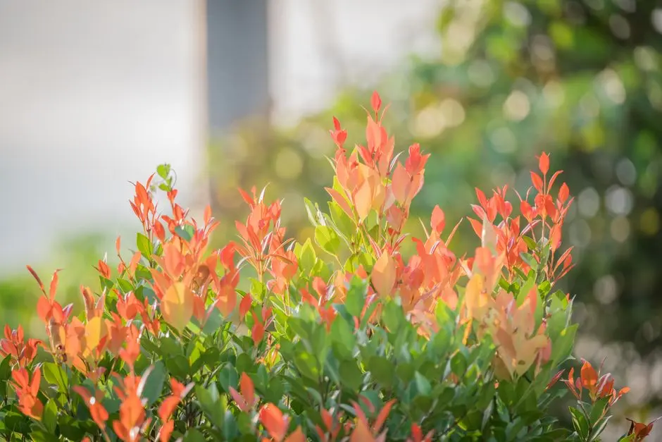 Greens & Outdoors at BRIGADE ECR RESORT, Kanathur, Chennai