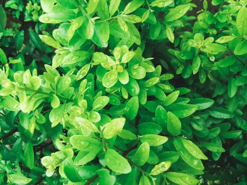 Greens & Outdoors at BRIGADE ENCLAVE, Moti Nagar, Hyderabad