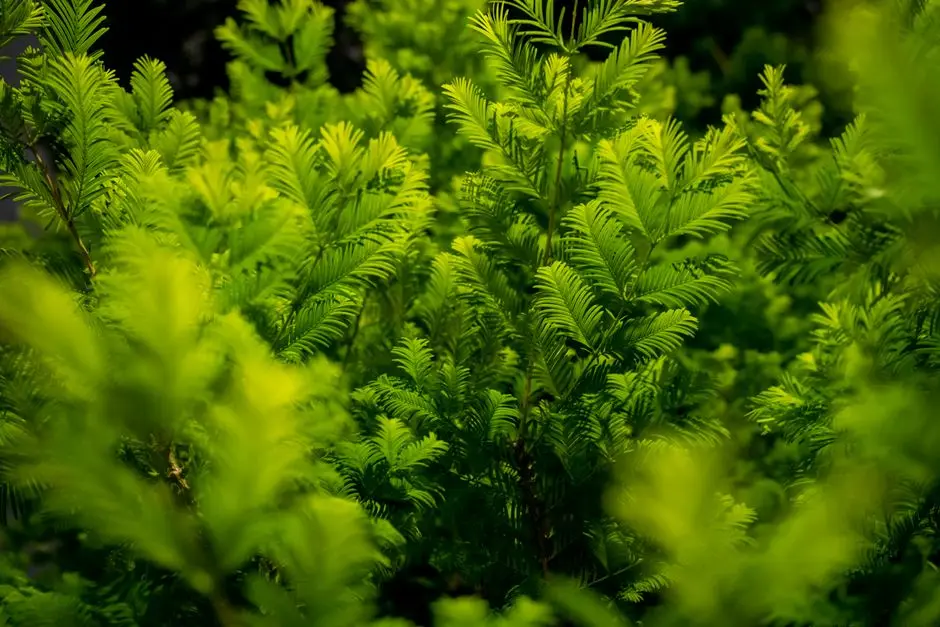 Greens & Outdoors at BRIGADE KOMARLA HEIGHTS, Padmanabhanagar, Bangalore