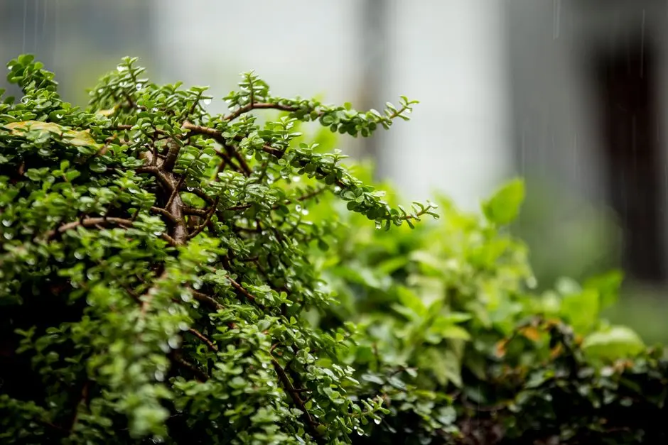 Greens & Outdoors at BRIGADE BELLARY ROAD, Hebbal, Bangalore