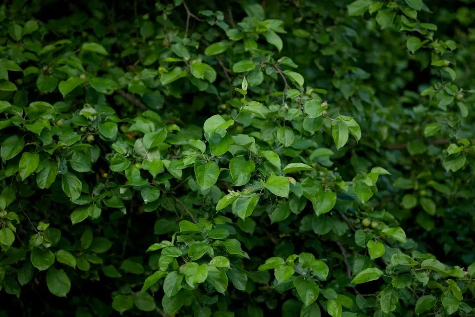 Greens & Outdoors at BRIGADE COIMBATORE, City Center, Coimbatore