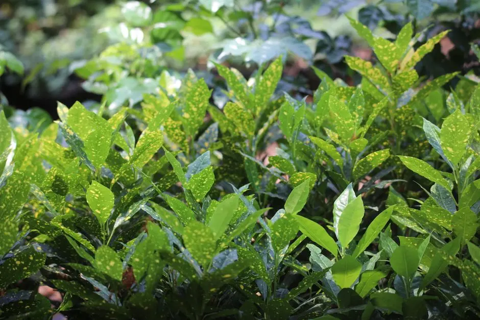 Greens & Outdoors at BRIGADE GRANADA, Sannatammanahalli, Bangalore