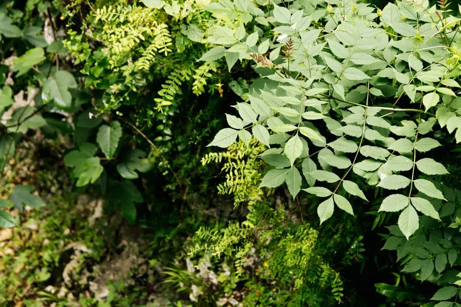 Greens & Outdoors at BRIGADE THE RESIDENCES, Whitefield, Bangalore