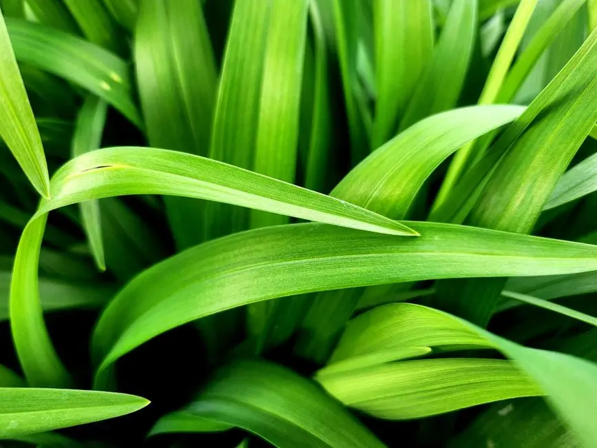 Greens & Outdoors at BRIGADE PASHMINA, Tumkur Road, Bangalore