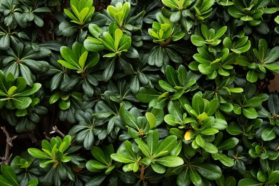 Greens & Outdoors at BRIGADE KORATTUR, Chennai