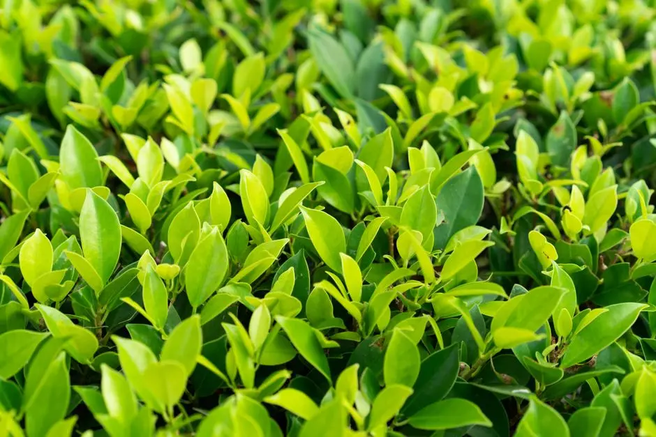 Greens & Outdoors at BRIGADE PARKSIDE NORTH, Jalahalli, Bangalore