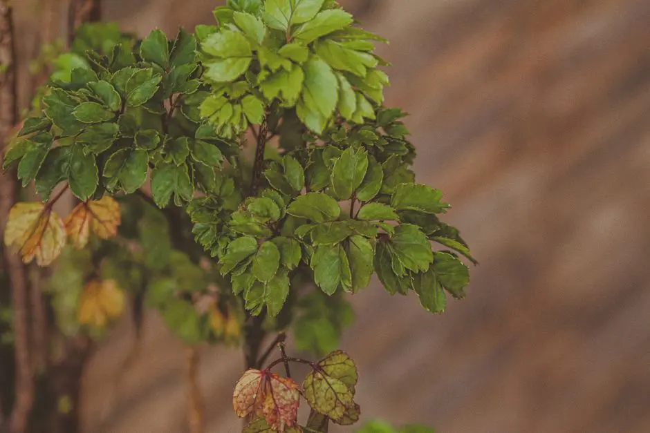 Greens & Outdoors at BRIGADE MANOR, Moti Nagar, Hyderabad